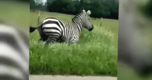 Zebra on the Lam: The Tennessee Pet Escape Nobody Saw Coming Cover
